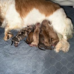 Female 4 - Cream female Dachshund puppy in Magnolia, Texas from J&R Macias Dachshunds