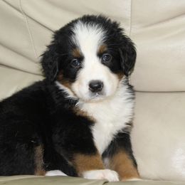 Ovation-red - Black tan and white female Bernese Mountain Dog puppy in Manheim, Pennsylvania from Gold Point Pups