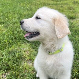 Girl 7 - Golden Retriever puppy in South Carolina from Carolina Point Retrievers