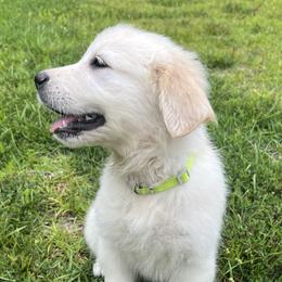 Girl 7 - Golden Retriever puppy in South Carolina from Carolina Point Retrievers