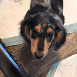 Mohawk - Dapple male Dachshund puppy in El Paso, Texas from Mells Weenies