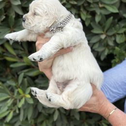 Golden Retriever Puppies from Sanctuary Ranch Goldens