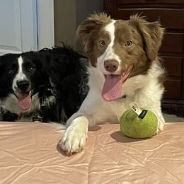 Border Collie Puppies from Trailblazer Border Collies