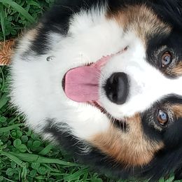Bella - Miniature Australian Shepherd
