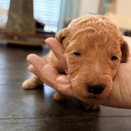 Belle - Apricot female Goldendoodle puppy in Macclenny, Florida from Baker County Goldendoodles