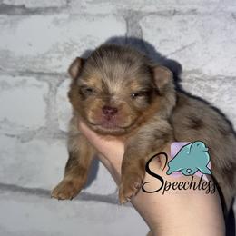 Ice - Chocolate merle female Pomeranian puppy in Perry County, Ohio from Speechless Pom’s
