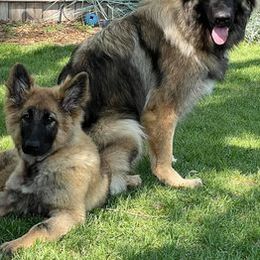 German Shepherds from Alexadelhuis