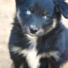 Australian Shepherd Puppies from Mott Ranch - Blazin' Sun Aussies