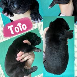 TOTO - Black female Great Dane puppy in Wellsville, New York from Prophecy Danes