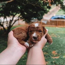 Riley - Red  female Goldendoodle puppy in Austin, Texas from Cedarcrest Goldendoodles