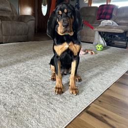 Raven - Bloodhound