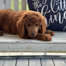 Sumac - Red  Poodle puppy in Dayton, Texas from Wolfe Island Poodles