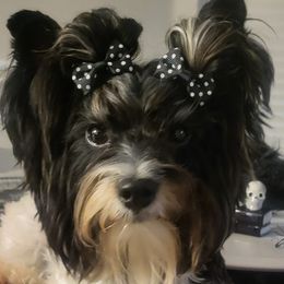 Poppy - Yorkshire Terrier