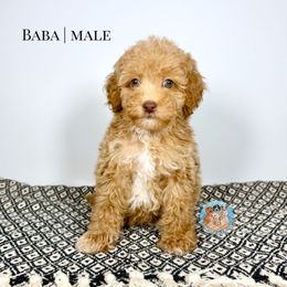 Baba - Apricot male Aussiedoodle puppy in Southwest Ranches, Florida from Dandy Doodle Ranch