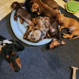 Dachshund Puppies from Blue Mist Dachshunds