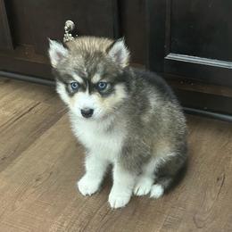 Brock - Gray and white male Siberian Husky puppy in Summerville, South Carolina from Carolina Husky Lodge