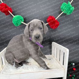 Monica - Blue female Great Dane puppy in Granbury, Texas from Anderson Blau’s Great Danes & French Bulldogs