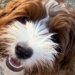 Dolly - Australian Labradoodle