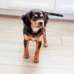 Stone - Black and tan male Companion Cross puppy in Georgetown, Texas from The Darling Pup