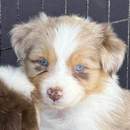 Girl 2 - Red merle female Australian Shepherd puppy in Phoenix, Arizona from Heartfire Aussies