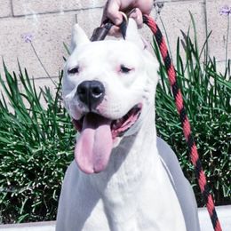 Fantasia - Dogo Argentino