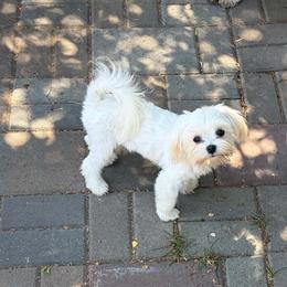 Karen - White female Maltese puppy in Redmond, Oregon from Jazzie Shih Tzu