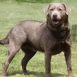Heidi - Dilute Retriever