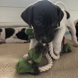German Shorthaired Pointer Puppies from Chasing Kaya GSP Breeder