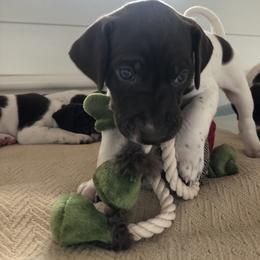 German Shorthaired Pointer Puppies from Chasing Kaya GSP Breeder