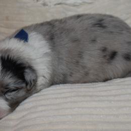 Boy 2 - male Border Collie puppy in Benson, Arizona from Twisted Acres Border Collies and Mudi