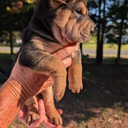 Boy 1 - Black sable male Chinese Shar-Pei puppy in Autryville, North Carolina from T&D'S Razen Wrinkles Shar-pei