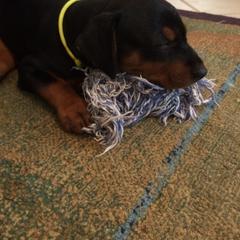 German Pinscher Puppies from LinDee Kennel
