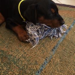 German Pinscher Puppies from LinDee Kennel