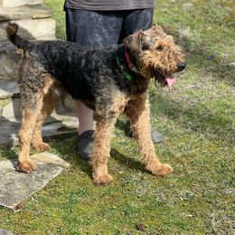 Airedale Terrier Puppies from Beitzel Airedales