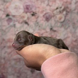 Comet - Chocolate male Pomeranian puppy in Newport News, Virginia from Nel’s Pomeranians