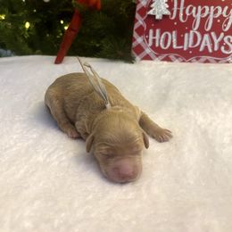 Silver Boy - Red  male Goldendoodle puppy in Lewisville, Texas from Zink Doodles