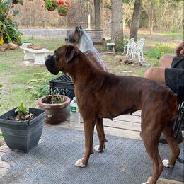 Boxers from Ryno Boxers