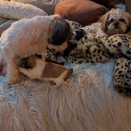 Shih Tzu Puppies from We Shih Tzu Not!