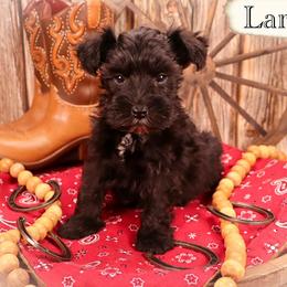 Larry - Black male Miniature Schnauzer puppy in Newark, Ohio from Tuckered Out Schnauzers