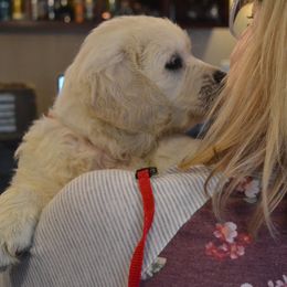 Golden Retriever Puppies from Starbrite Golden Retrievers