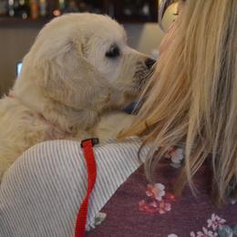 Golden Retriever Puppies from Starbrite Golden Retrievers