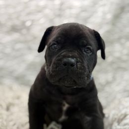 Zing - Black male Cane Corso puppy in Russellville, Missouri from Soaring Royalty Canines LLC