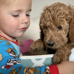 Goldendoodle Puppies from AZ/CO Designer Goldendoodles