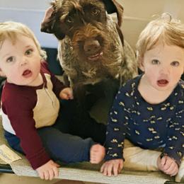 Josie - Wirehaired Pointing Griffon