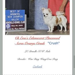 Crush - Chihuahua