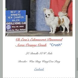 Crush - Chihuahua