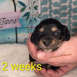 Hank - Black and tan male Dachshund puppy in Kempner, Texas from Russell Farms Dachshund