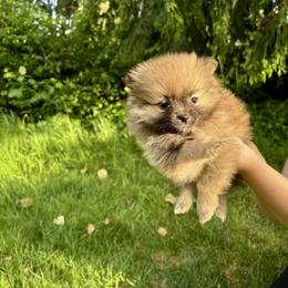 Pomeranian Puppies from Tea Pup Pomeranians
