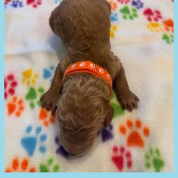 Goldendoodle Puppies from Quentin Brewer