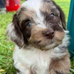 Jessie - Red merle female Aussiedoodle puppy in Churchville, New York from Bluebird Family Farm